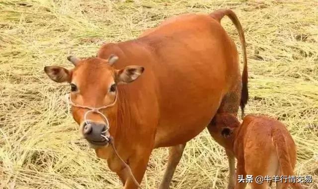 牛常见品种有哪些,牛的品种介绍及图片