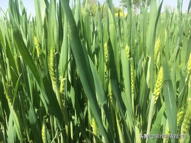 赤霉病在麦粒上的表现,小麦赤霉病麦粒什么样