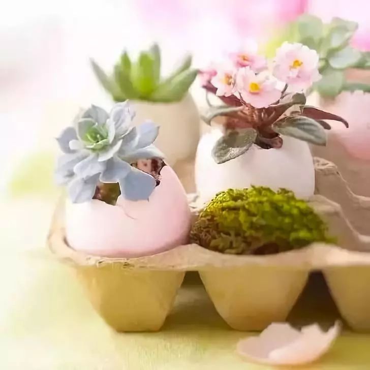 室雅何须大，花香不在多，在小屋里赏花种草，把日子过得刚刚好