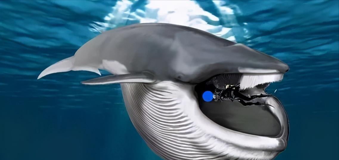 在鲸鱼肚子里是什么感觉,在鲸鱼肚子会经历什么