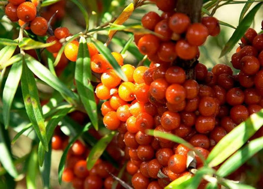 百种味道的果子,四季百种果子图片