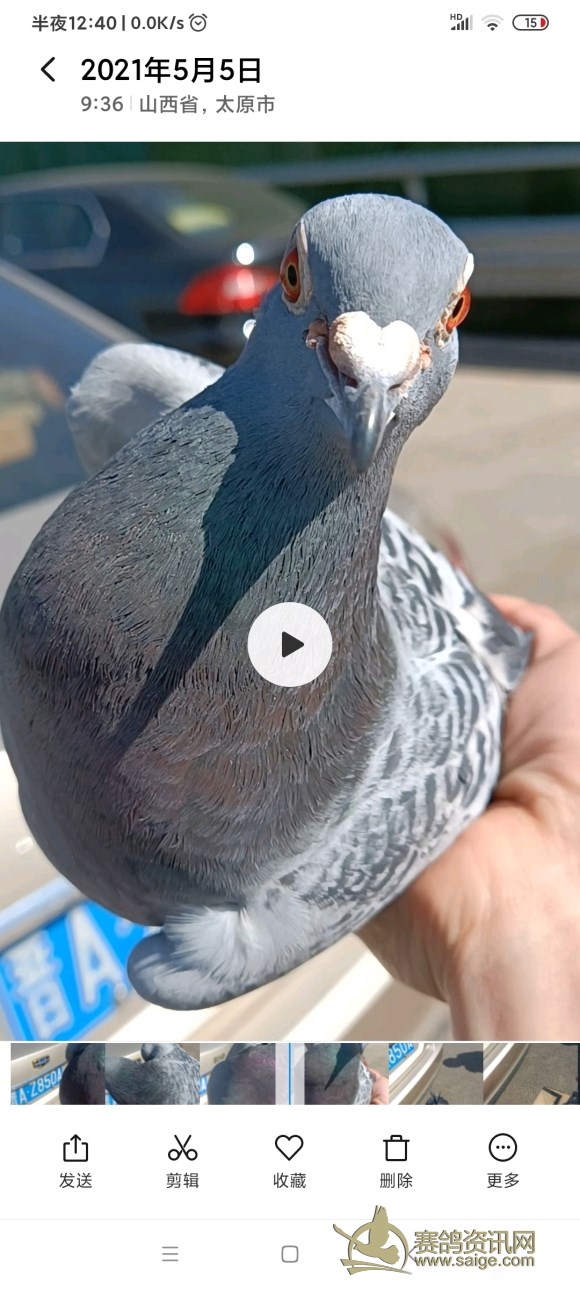 断趾要几个月完全恢复正常,600公里以上归巢鸽