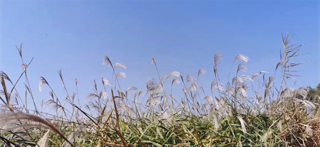 山东王屋湖国家湿地公园,山东最美湿地公园