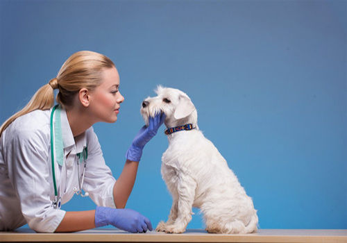 狗狗七个月尿里面有血怎么回事啊,小狗狗尿里有血是怎么回事