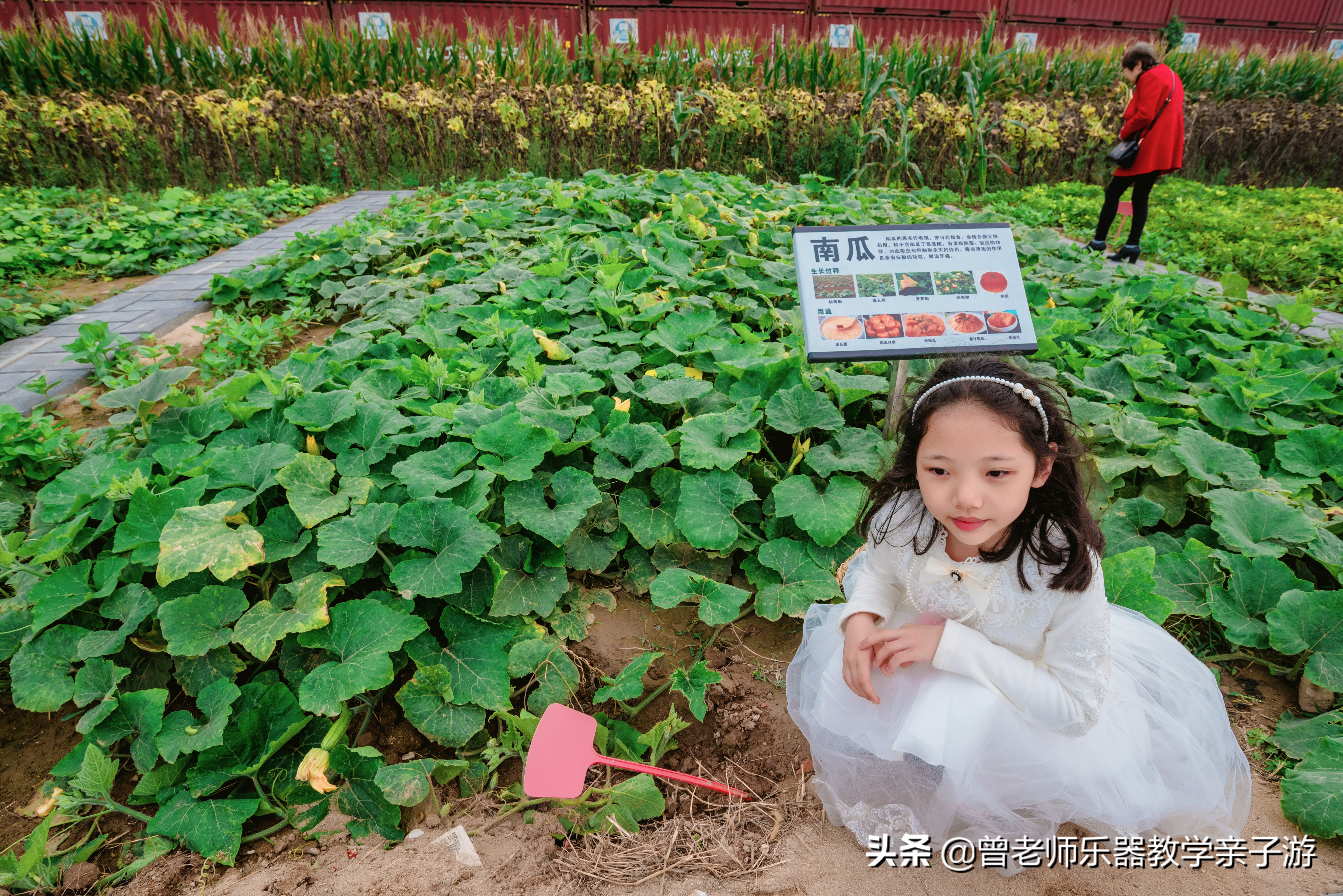 爱菊研学游,爱菊丝路文化菊花园西安
