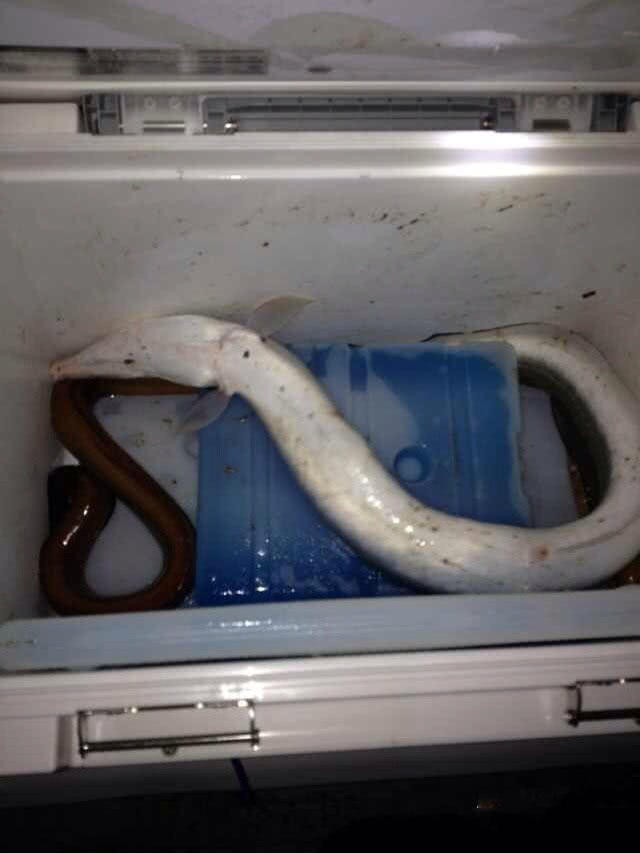 夜钓海鳗用什么饵,夜钓海鳗用沙蚕