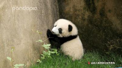 如何快速识别熊猫,熊猫的战斗力在动物界排名