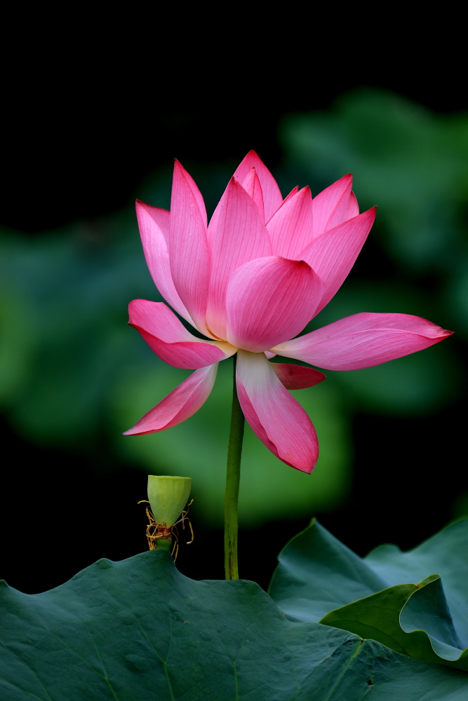 荷花朵朵；青山吹奏-《绿岛小夜曲》「F调」半音阶口琴演奏