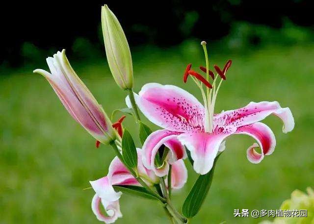 香水百合怎么养更持久,香水百合盆栽能在室内养吗