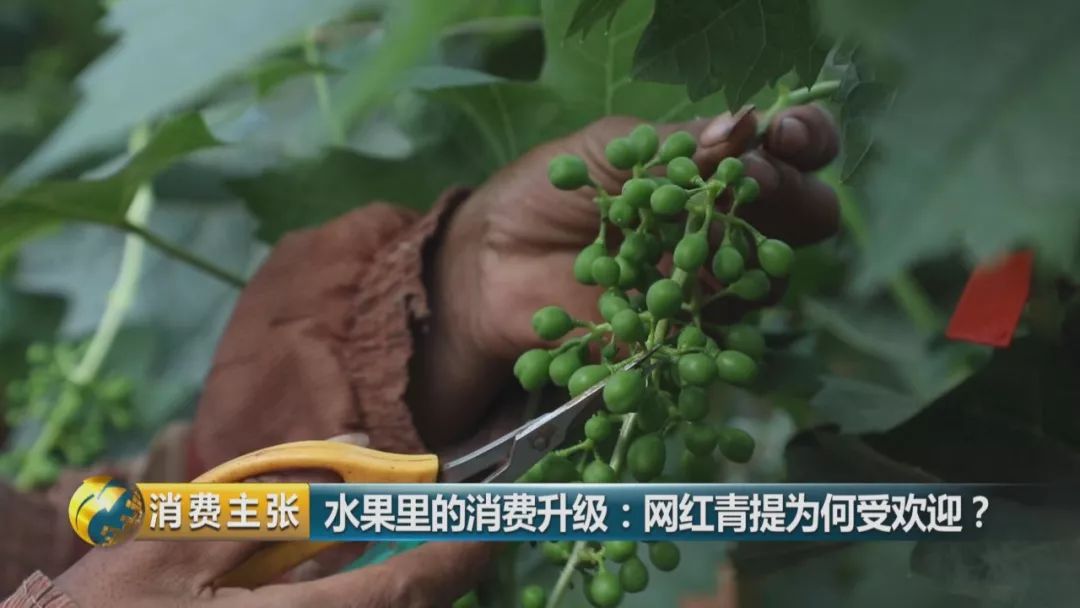 阳光玫瑰葡萄水果中爱马仕,阳光玫瑰葡萄有多贵