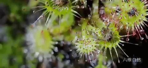 会捕食茅膏菜的昆虫,重庆首次发现能捕食昆虫的植物