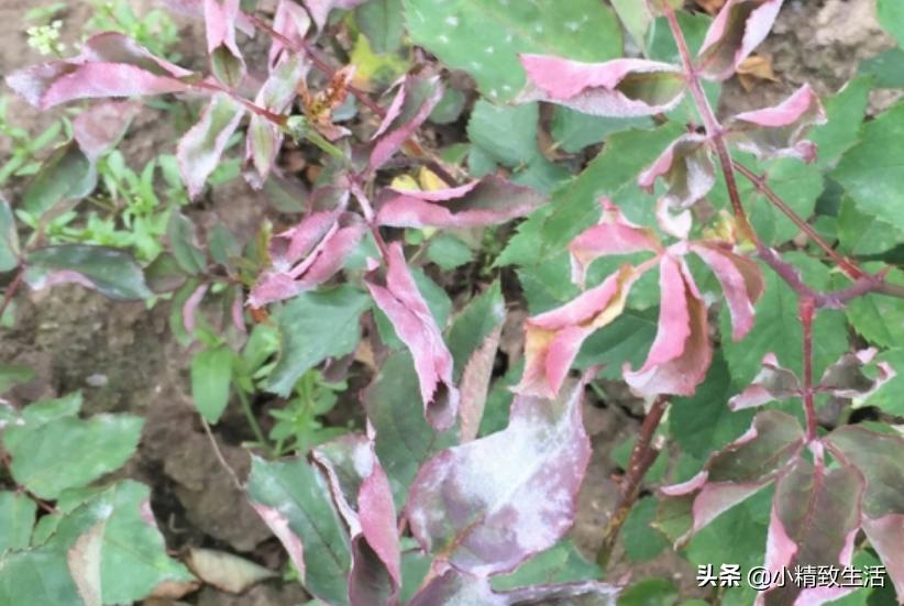 养月季花,这10种病虫害很常见,发病特征和防治方法都在这里了