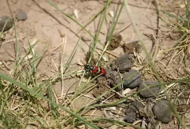 鸡粪牛粪羊粪肥的区别,鸡粪羊粪牛粪哪种当肥料好