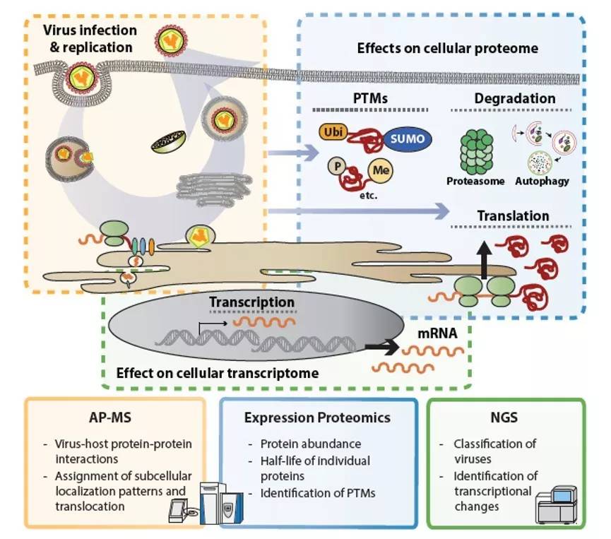 抗疫的药有什么中药,抗疫药方有哪些