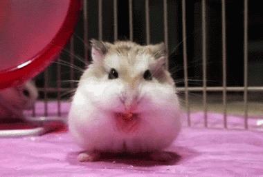 动物吃自己粪便原因,为什么动物吃掉粪便