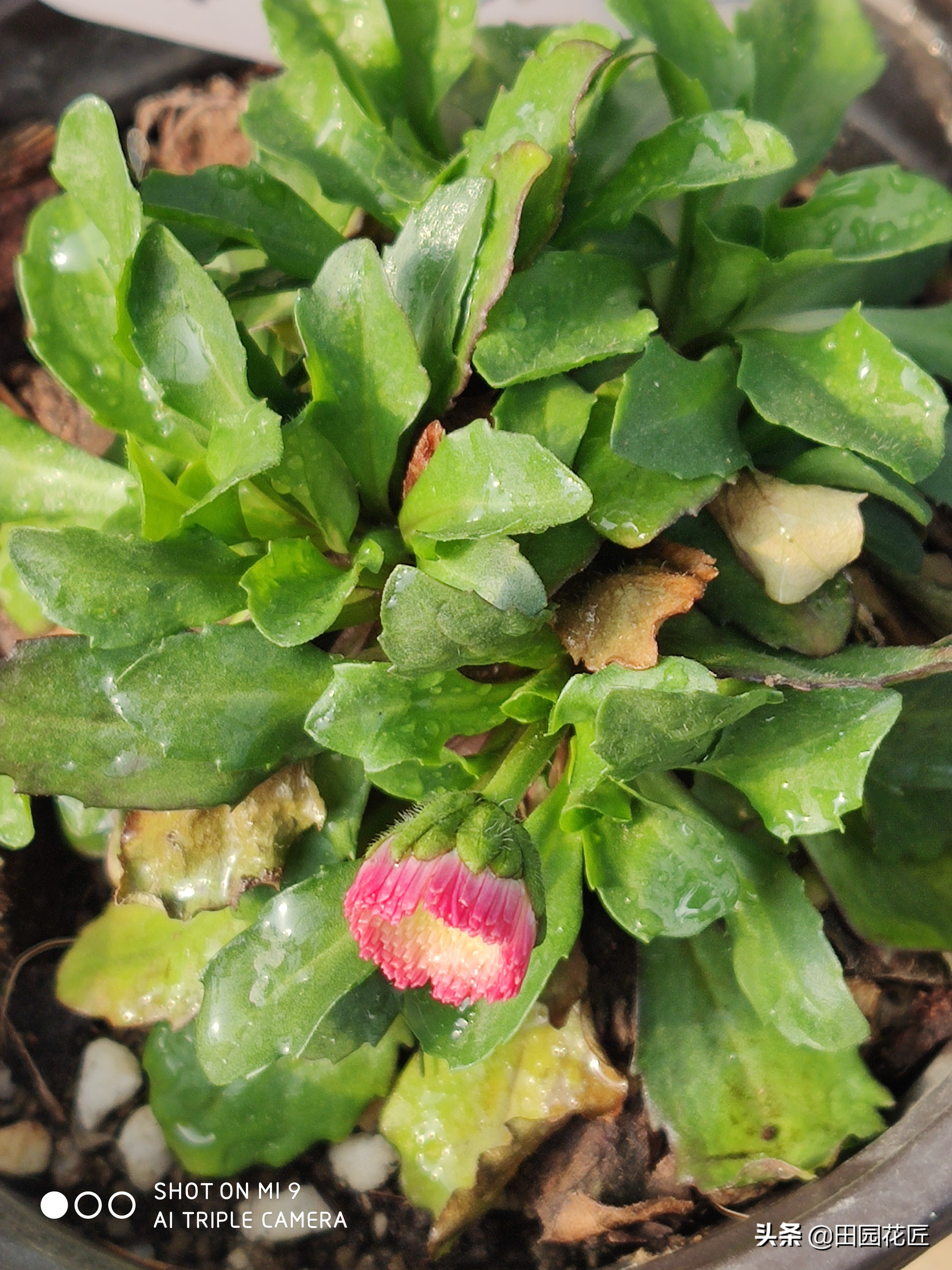 雏菊盆栽花期过后怎样打理,雏菊开花后养护