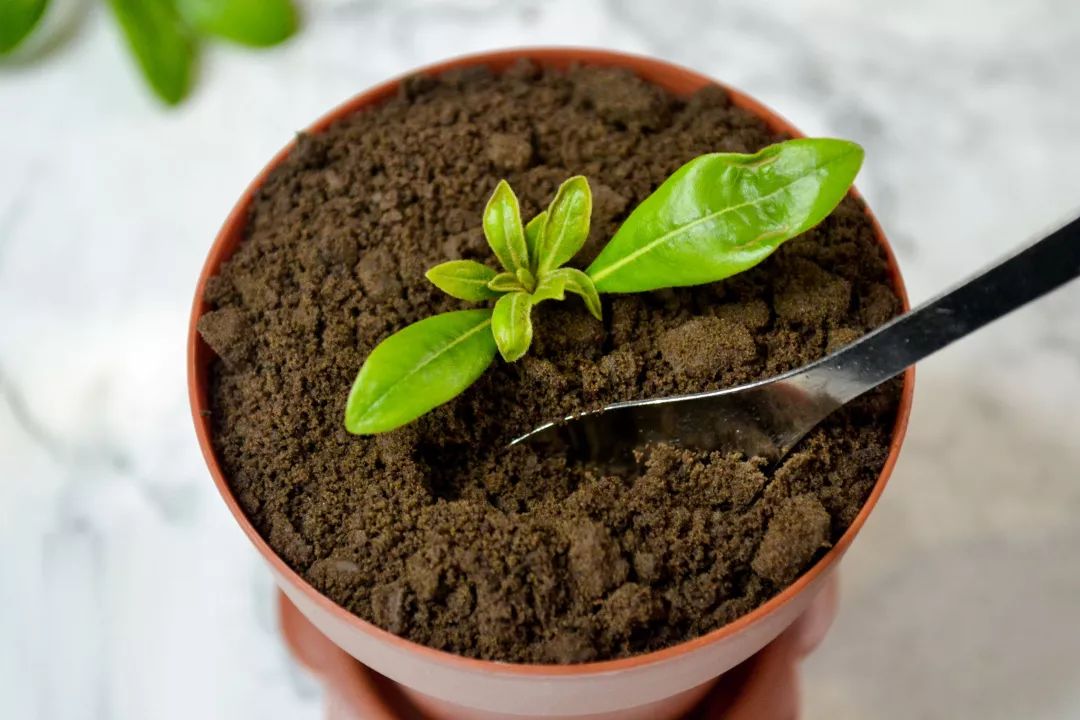 三分钟就能完成的盆栽土壤杀菌方法，最适合家庭园艺使用