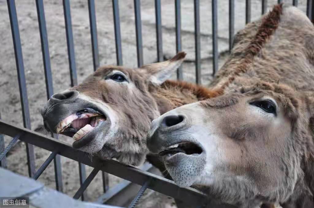 驴坏死性肠炎,驴肠炎最佳治疗方法