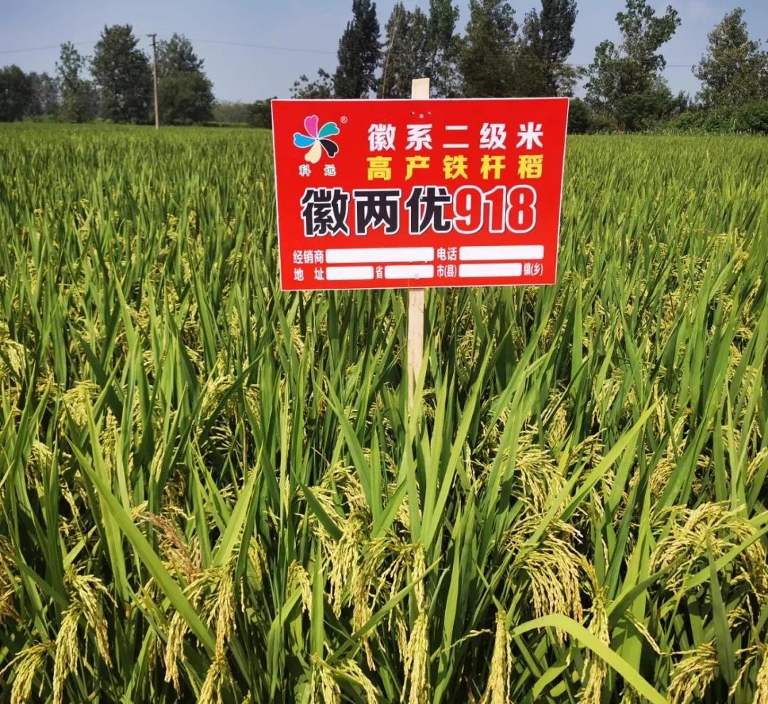 徽两优1577第一名高产稻种,徽两优985稻种简介