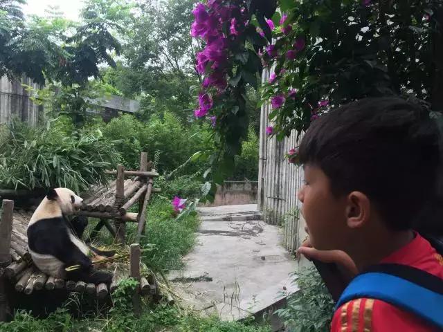 厉害了!这几个小学生竟然花了5天时间在森林里造了一个......