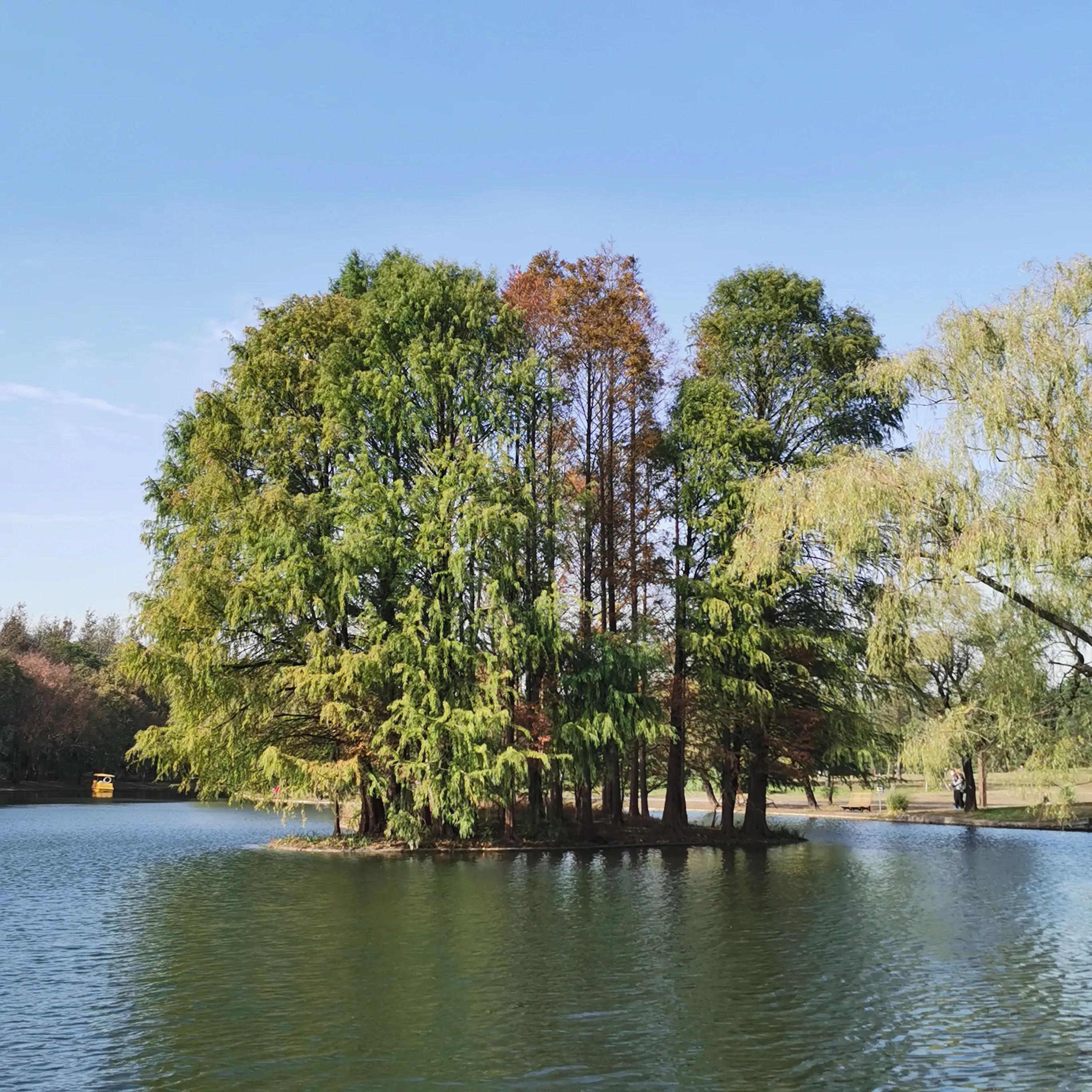 上海共青森林秋景,上海共青森林公园夜景