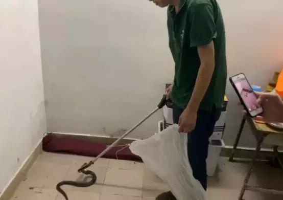 黄埔街坊家中深夜潜入1米长眼镜蛇，这三个捕蛇误区必须记住