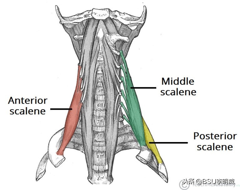 躺床头前倾矫正,怎么纠正头前倾