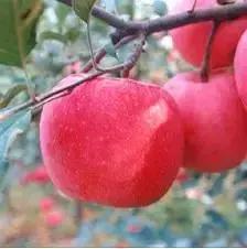 青岛十大海鲜干货特产,青岛西海岸特产推荐