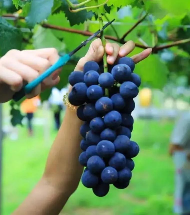 汤臣倍健财务风险研究背景,汤臣倍健存在哪些潜在风险