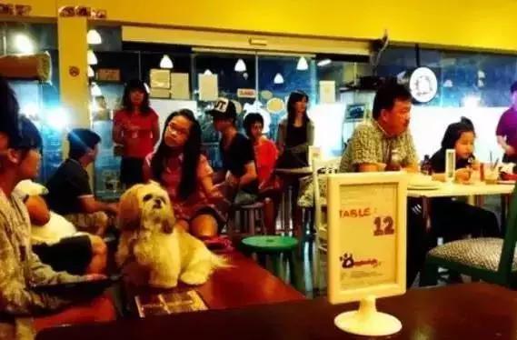 开宠物店一年能赚多少钱,开宠物店一个月能赚多少