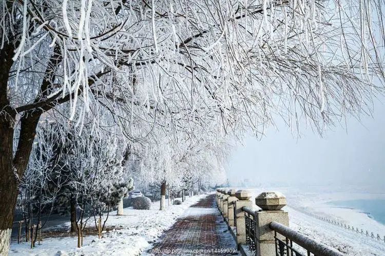 养多肉的人生感悟,人生如同养花