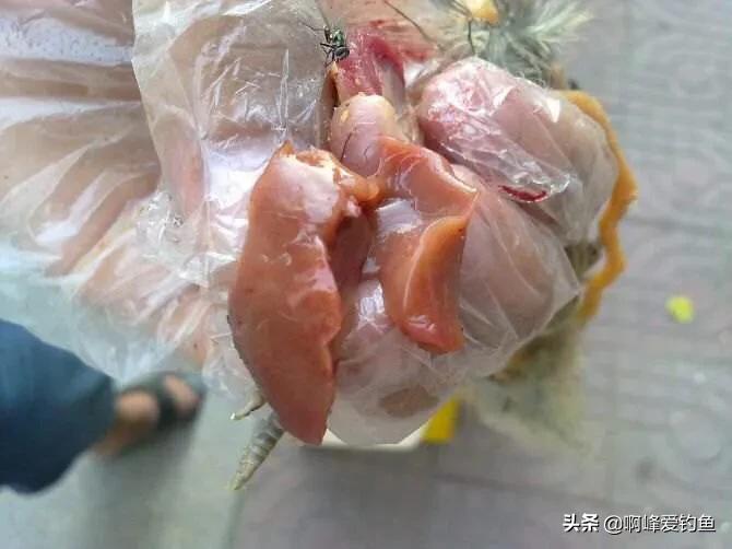 为什么钓鱼人讨厌鲶鱼,解锁鲶鱼钓鱼的乐趣只有钓鱼人懂