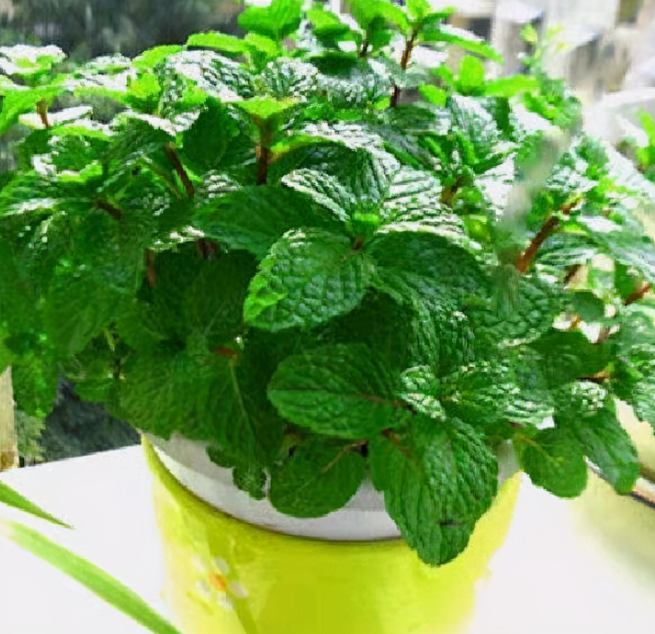 有种什么草泡水喝去火,枝叶清热去火的植物