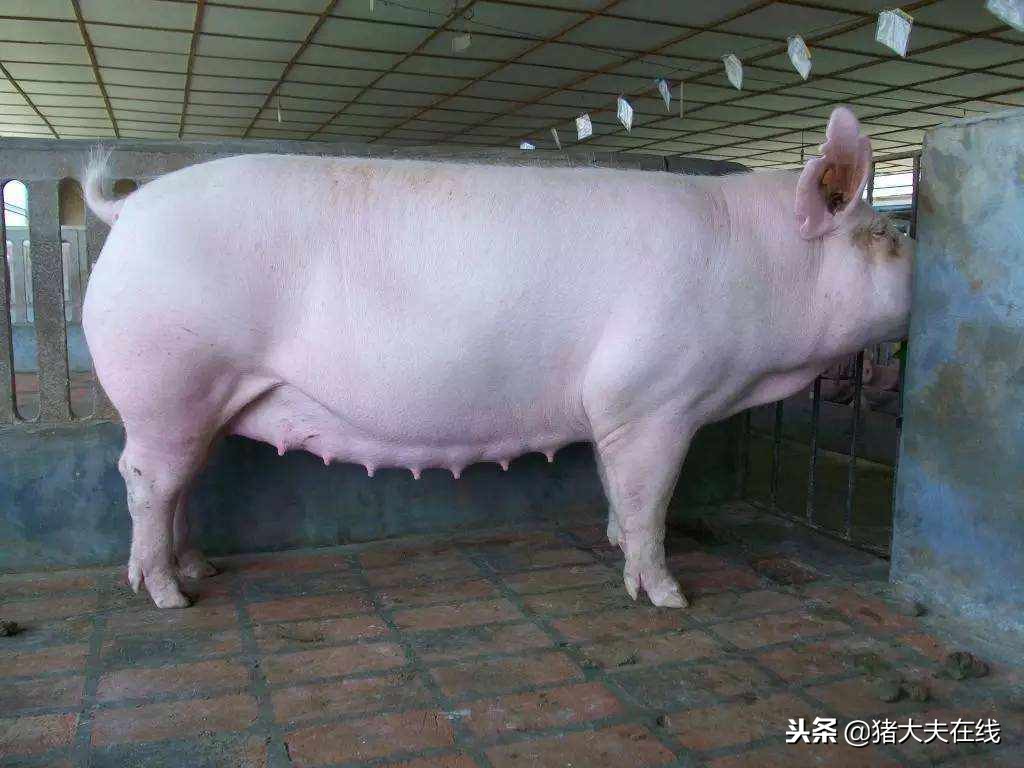 母猪发情难判断，专家教您一看就知道！