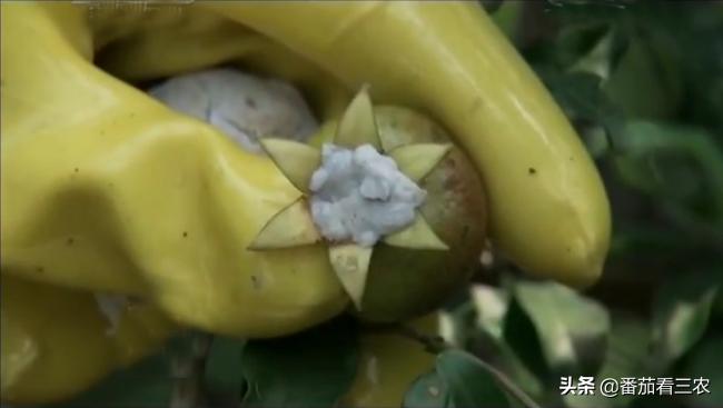 石榴防开裂套袋,石榴疏果技术