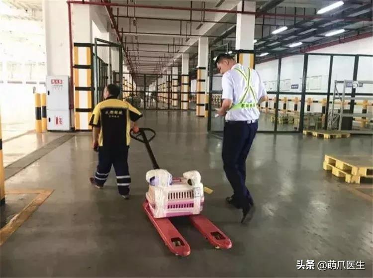 上海可带宠物入住的酒店推荐,怎么选宠物友好酒店房间