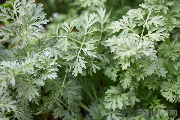 艾草在医学上能干什么用,中医里艾蒿与艾草功效是一样吗