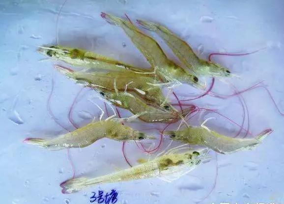 南美白对虾前期空肠怎么处理,南美白对虾幼虾空肠空胃怎么处理
