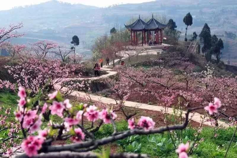 龙泉驿桃花住宿,龙泉驿桃花会直播