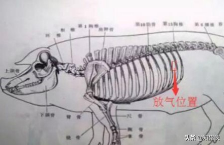 猪胀气死亡原因用什么药,猪胀气防治方法