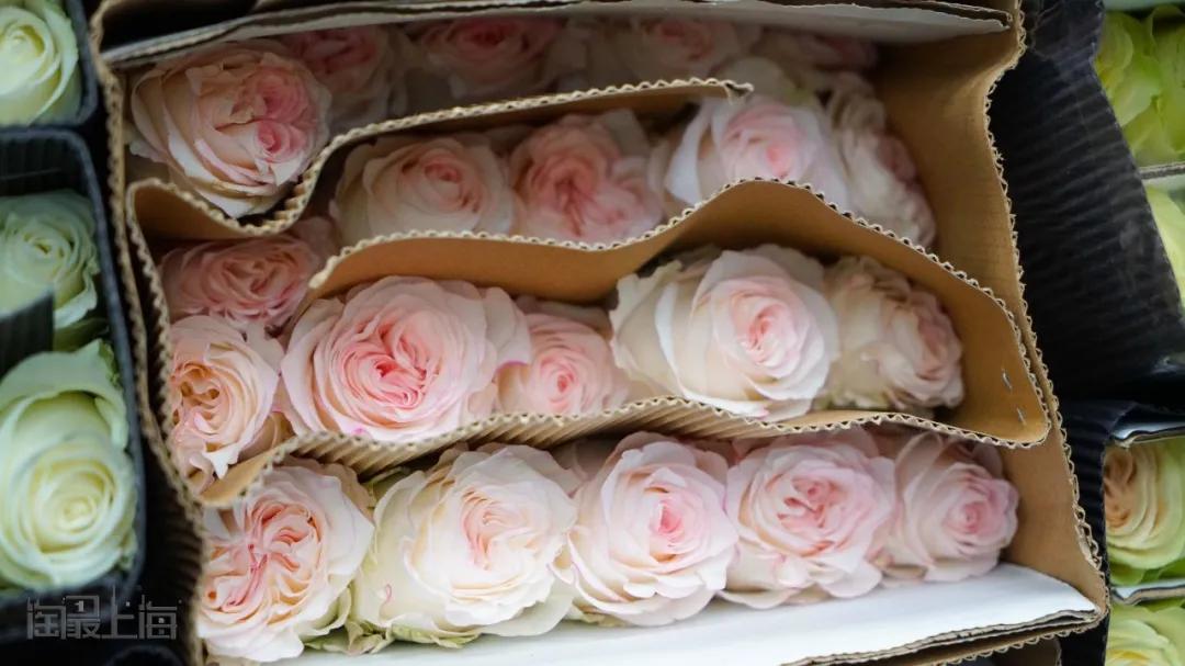 花卉市场晚上营业,今天的花卉市场