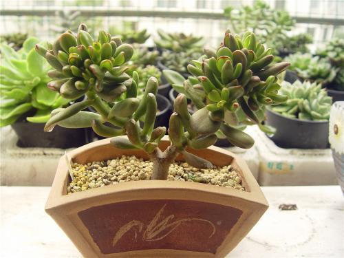 屋里带来财运的花有哪些,家里风水聚财的花是什么