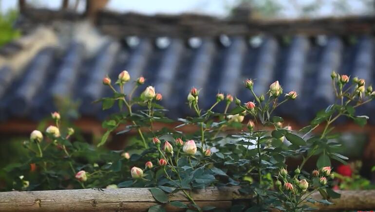 李子柒的院子都种的啥,李子柒推荐的三种花