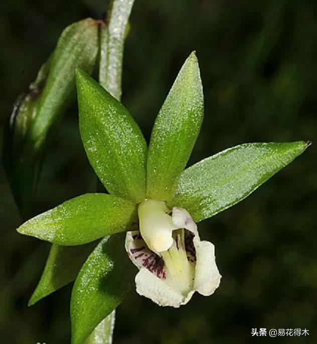 荷瓣兰最好的兰花品种排行,腋唇兰和春兰的区别