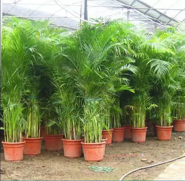 散尾葵叶子冻伤了还能活吗,散尾葵浇水过多叶子变黄怎么拯救