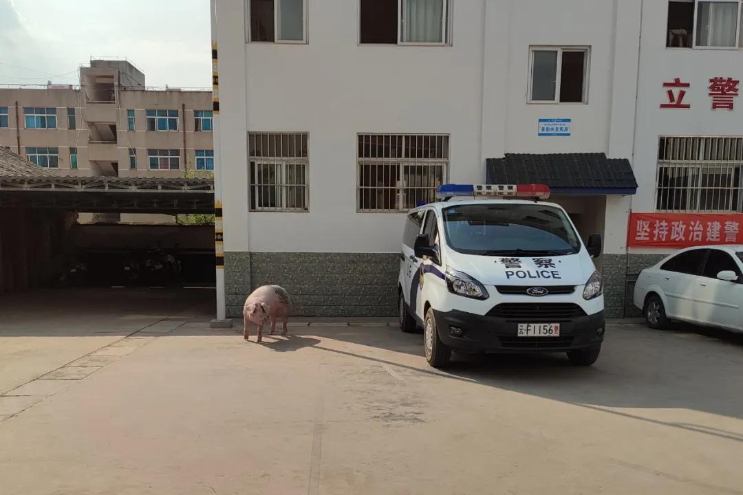 我为群众办实事丨假期“猪猪”也疯狂，竟到派出所一日游？