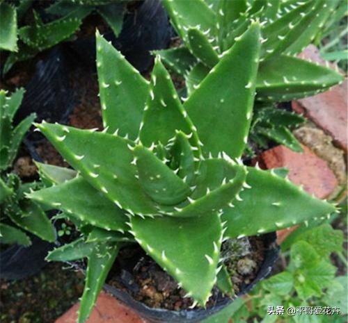 芦荟叶片干瘪？都是这“6个方面”造成的，教你快速让叶片变水嫩