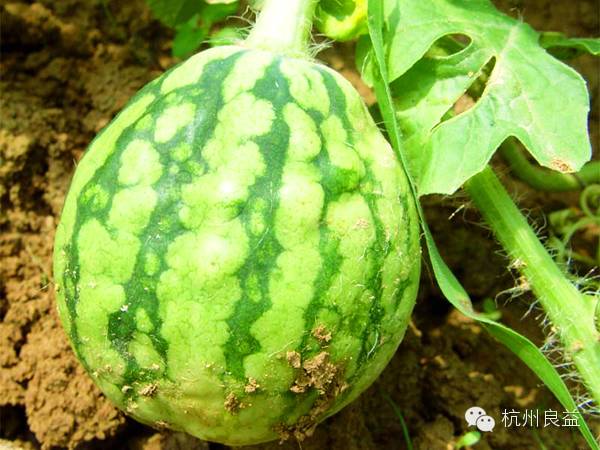 西瓜病虫害一本通表,西瓜红薯种植病虫害防治