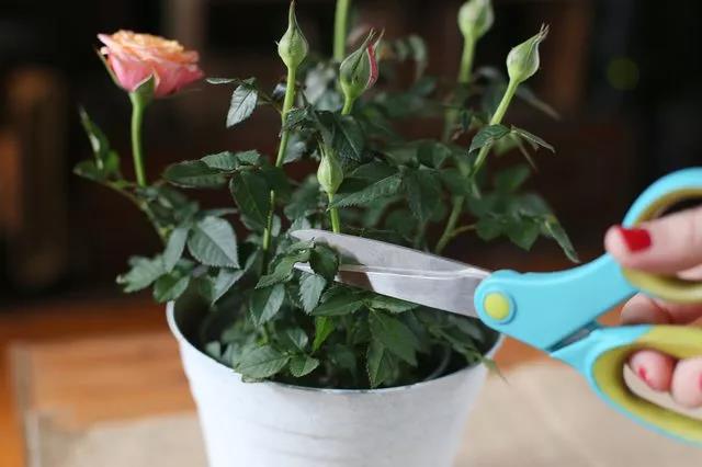 为什么室内养护的盆栽花卉特别容易感染*粉白**病，有什么方法可处理