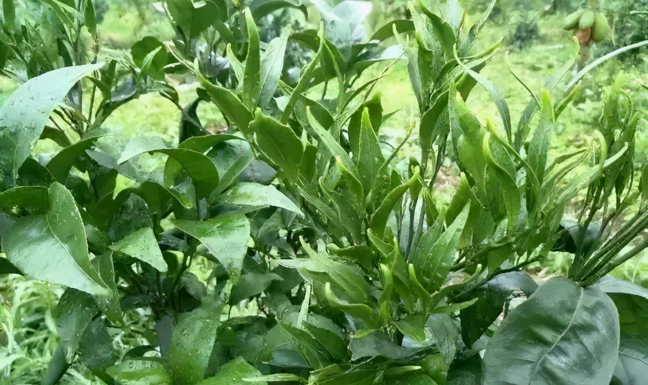 除草剂漂移药害谁负责,除草剂漂移产生的纠纷怎么处理